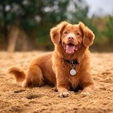 A dog lying on the ground