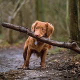 A dog with a tree branch